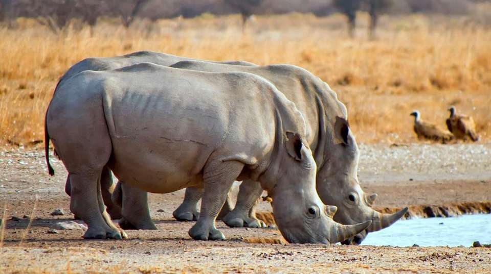 12-day Delta, Chobe  Victoria Falls Accommodated - Acacia Africa - South Africa - Image 3
