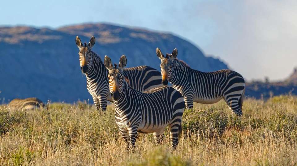 20-day South Africa, Lesotho Eswatini Explorer Camping - Acacia Africa - South Africa - Image 2