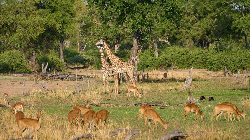 23-day Kruger, Victoria Falls Zanzibar Camping - Acacia Africa - South Africa - Image 4