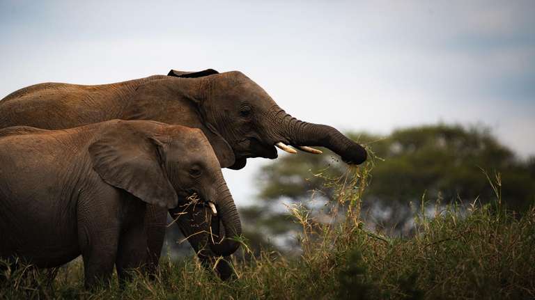 Nairobi Overland Journeys Tour: 21-day Serengeti to Victoria Falls Camping