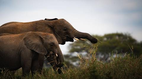 Nairobi Overland Journeys Tour: 21-day Serengeti To Victoria Falls Camping