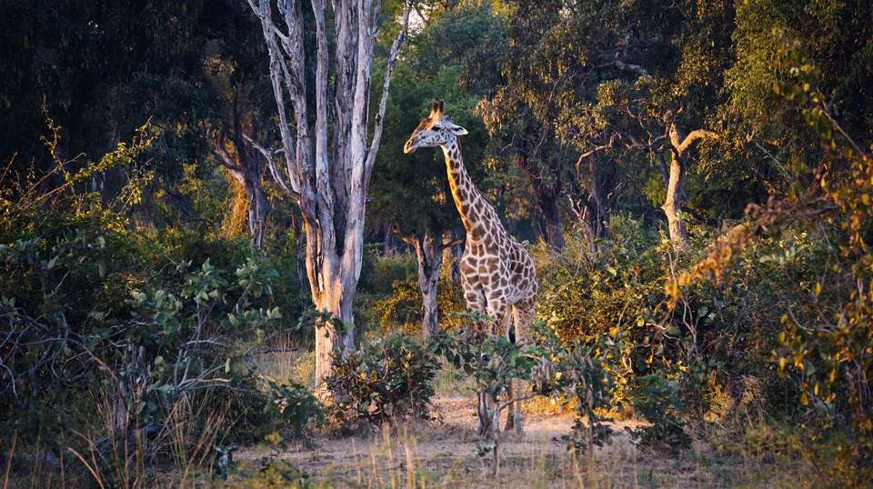 21-day Victoria Falls to Serengeti Accommodated - Acacia Africa - Zambia - Image 3