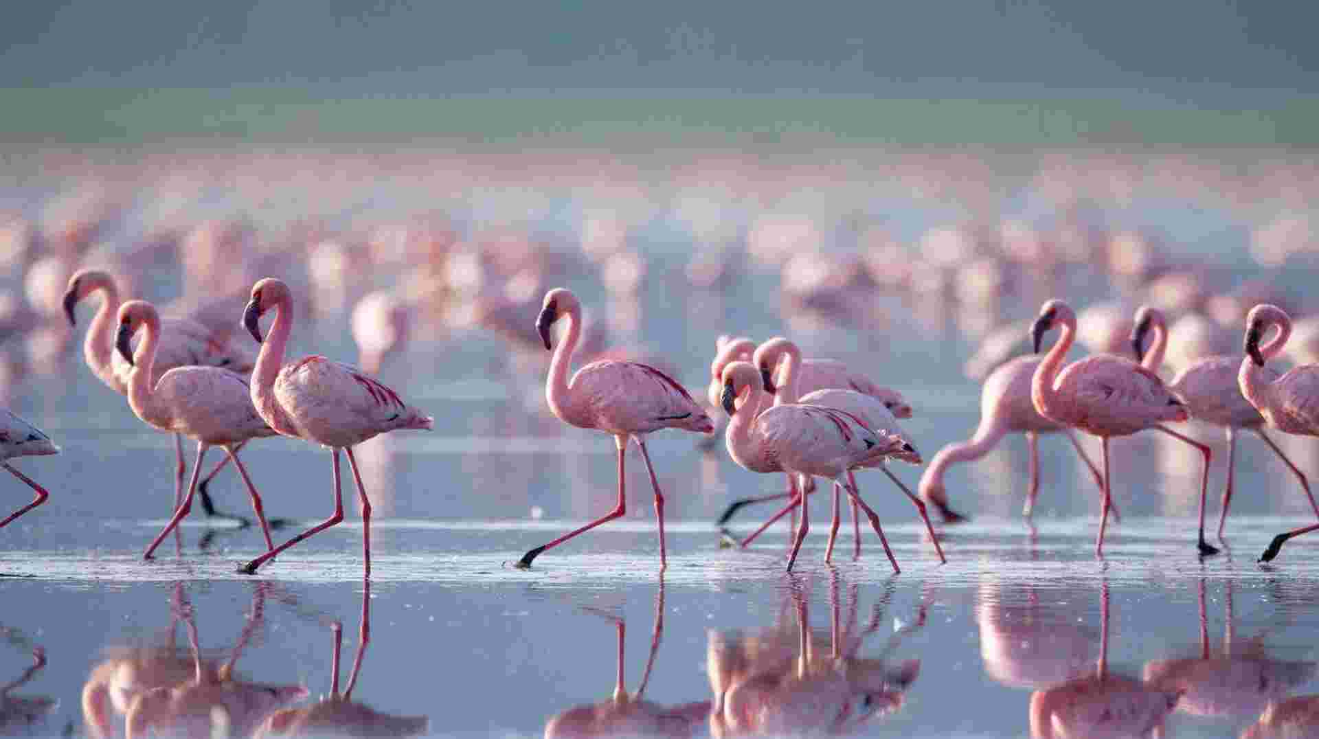 14-day Game Parks  Gorillas Accommodated