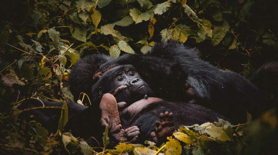 14-day Game Parks  Gorillas Accommodated - undefined - Image 2