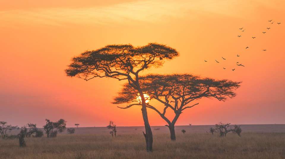 24-day Masai Mara to Victoria Falls Accommodated - Acacia Africa - Kenya - Image 4
