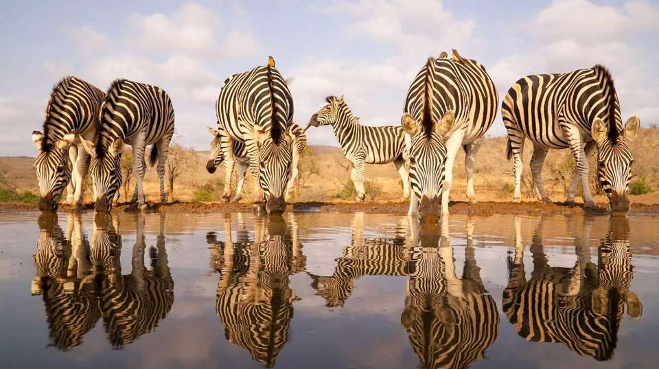 4-day Kruger Safari Accommodated - Acacia Africa - South Africa - Image 3