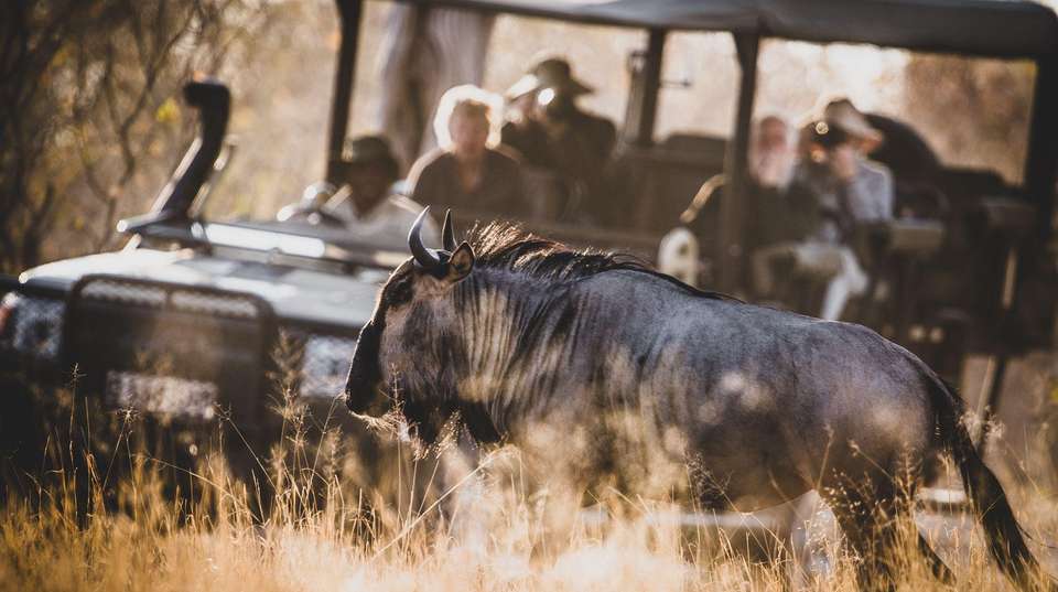 4-day Kruger Safari Accommodated - Acacia Africa - South Africa - Image 5