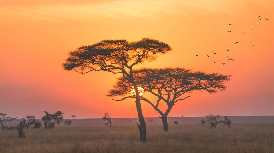 11-day Zanzibar to Serengeti Accommodated - undefined - Image 4