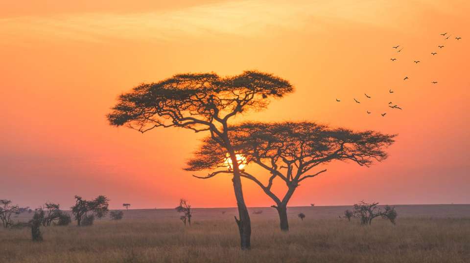 13-day Kenya Tanzania Adventure Accommodated - Acacia Africa - Kenya - Image 4