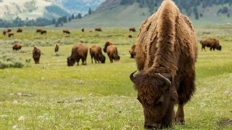 Yellowstone Discovery