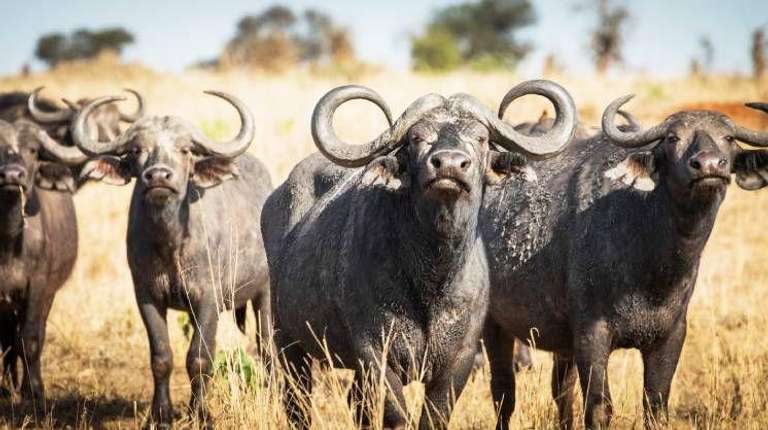 Tarangire National Park Day Trip Safari trip - alternative tour available