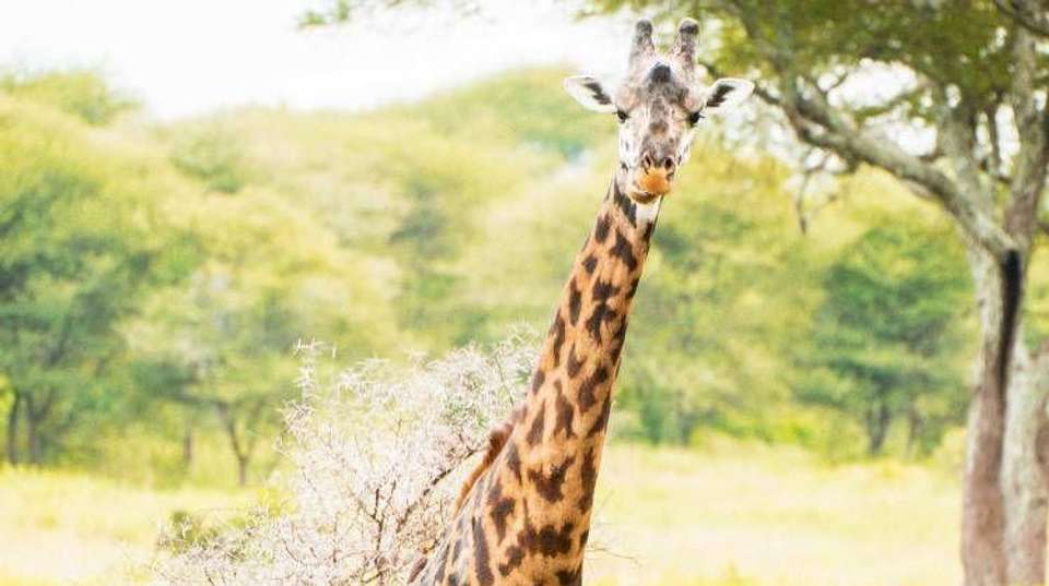 Tarangire National Park Day Trip Safari - Bush 2 City Adventure - Tanzania - Image 13
