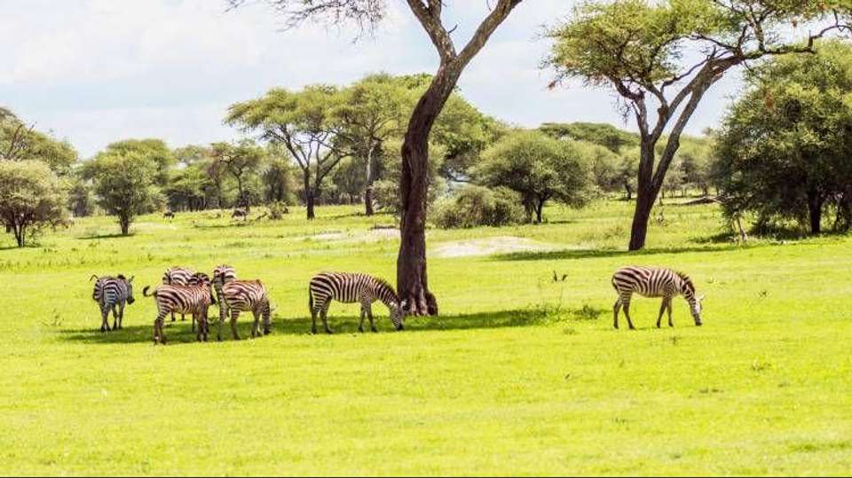 Tarangire National Park Day Trip Safari - Bush 2 City Adventure - Tanzania - Image 12