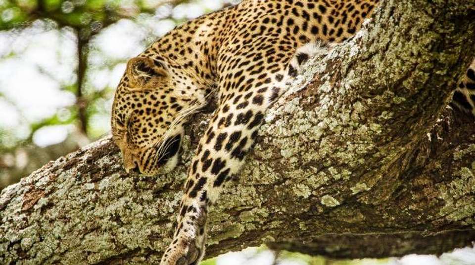 Tarangire National Park Day Trip Safari - Bush 2 City Adventure - Tanzania - Image 9