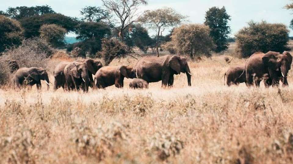 Tarangire National Park Day Trip Safari - Bush 2 City Adventure - Tanzania - Image 7