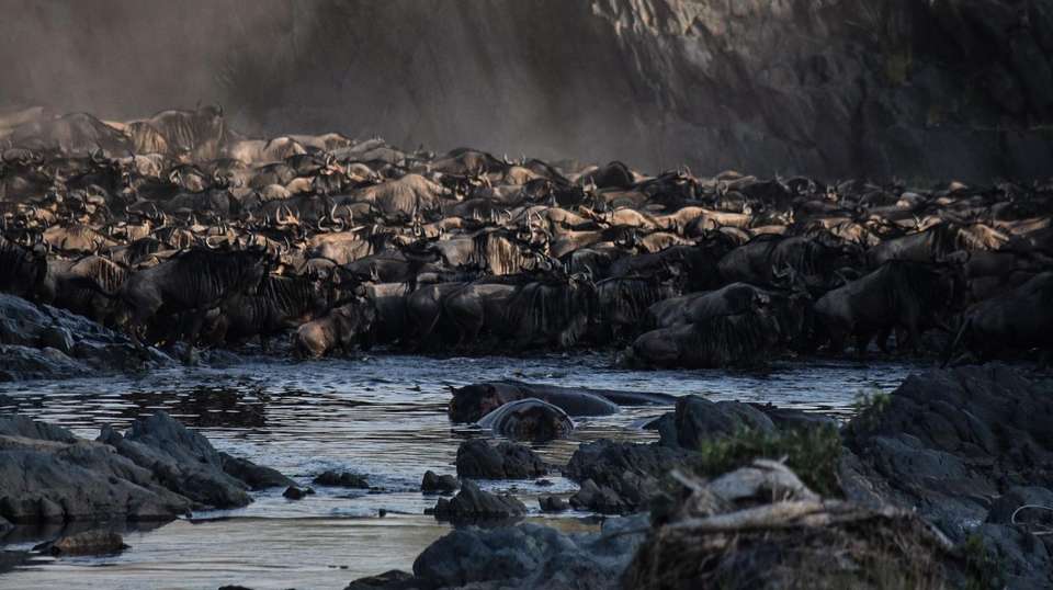 6 Days Tanzania Experience in Luxury Tented Camp - Simba Adventures Ltd - Tanzania - Image 2