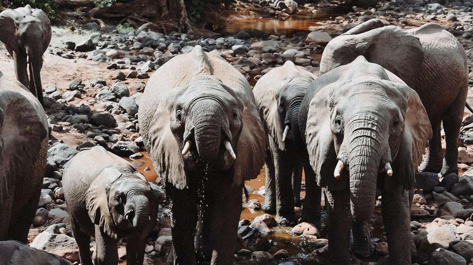 6 Days Tanzania Experience in Luxury Tented Camp - Simba Adventures Ltd - Tanzania - Image 3