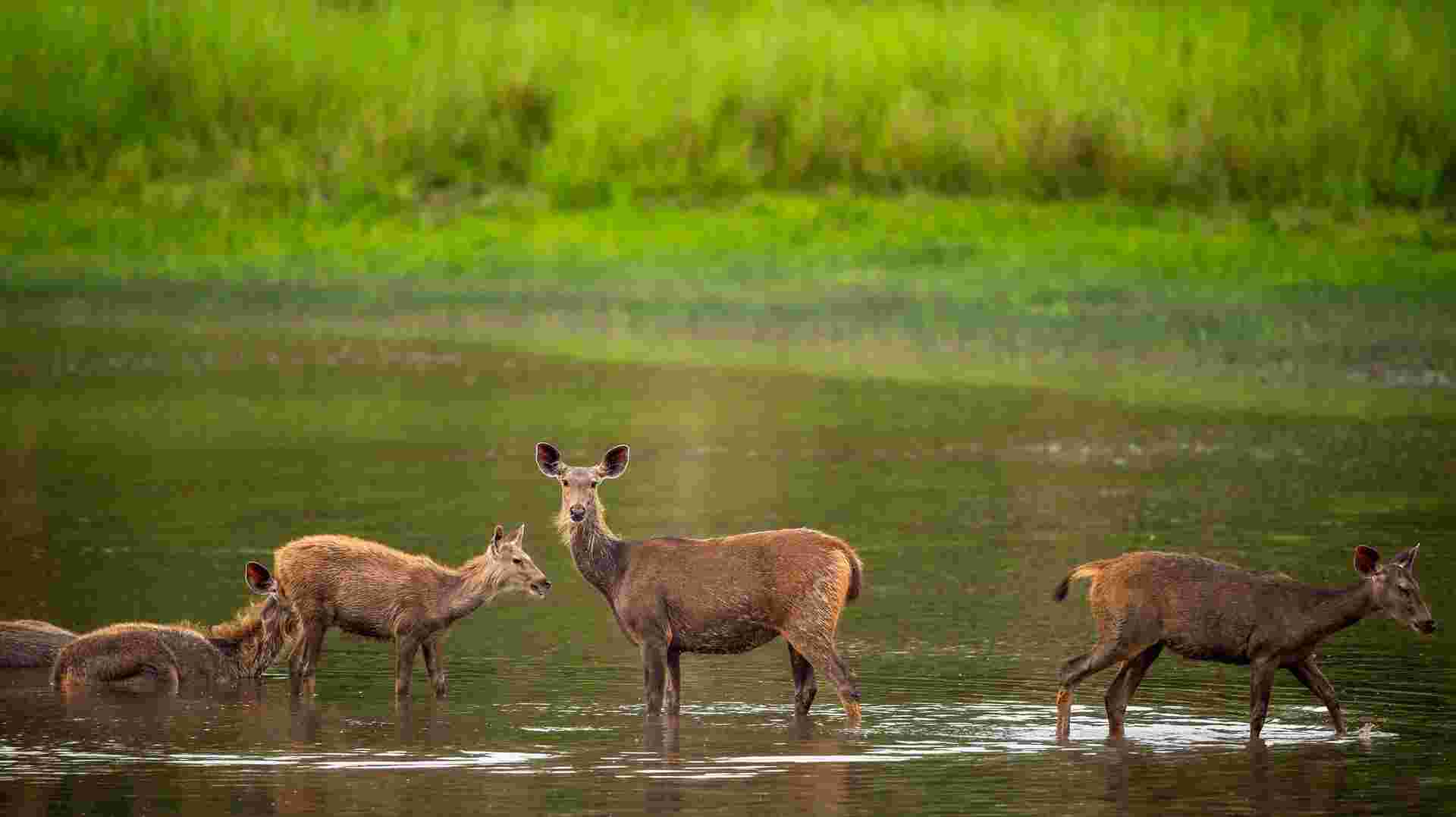 Corbett National Park - 4 days