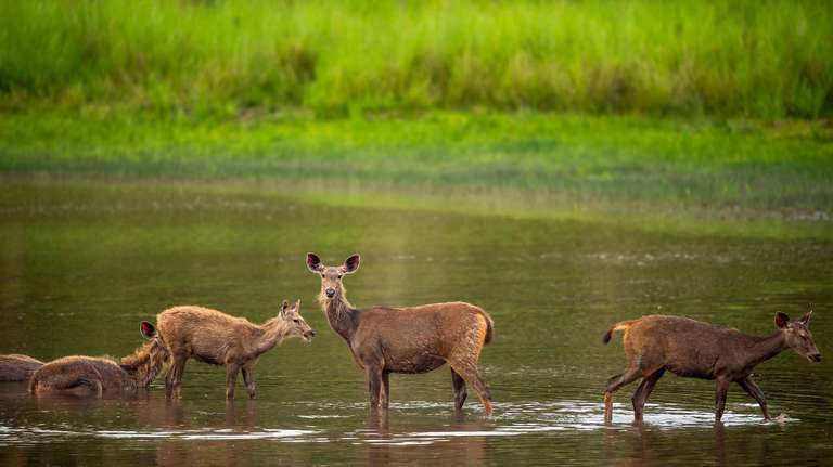 Corbett National Park - 4 days trip - alternative tour available