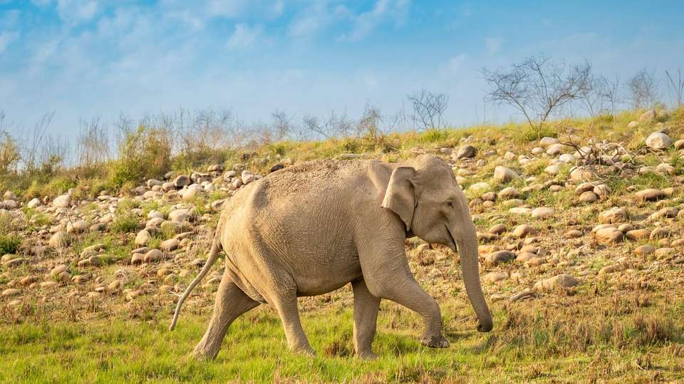 Corbett National Park - 4 days - On The Go Tours - India - Image 2