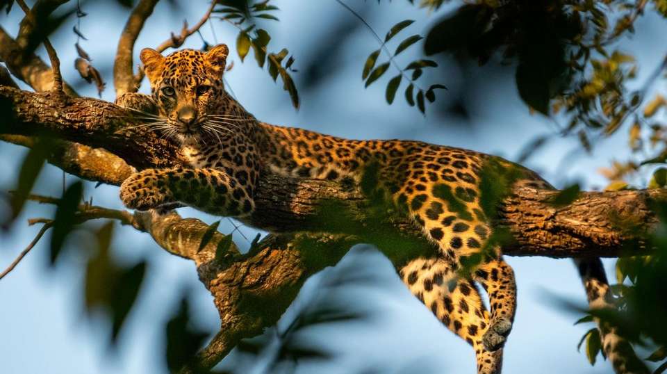Corbett National Park - 4 days - On The Go Tours - India - Image 3