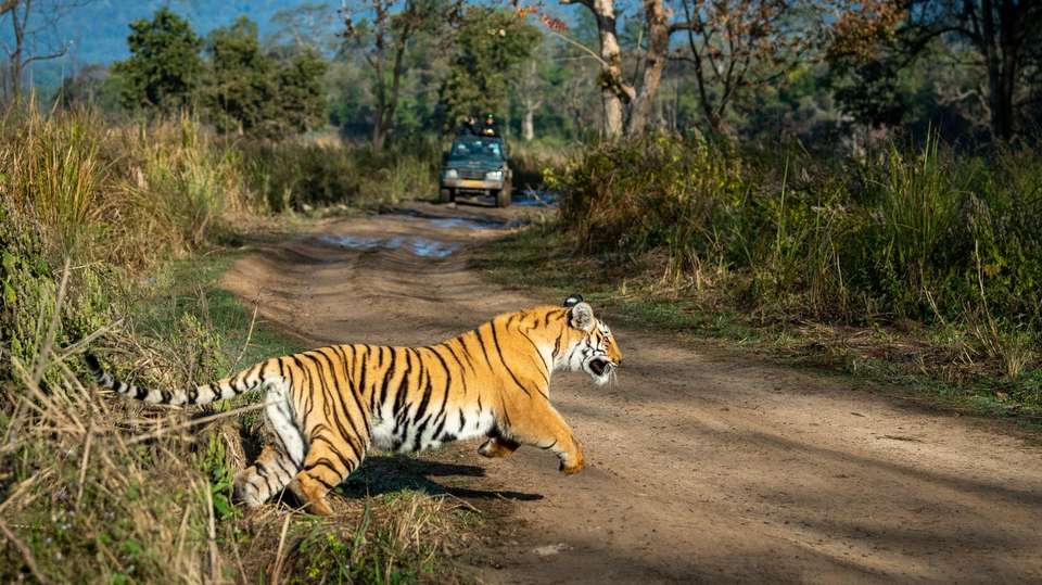 Corbett National Park - 4 days - On The Go Tours - India - Image 4