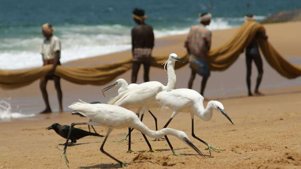 Kovalam Beach - 5 days - On The Go Tours - India - Image 2