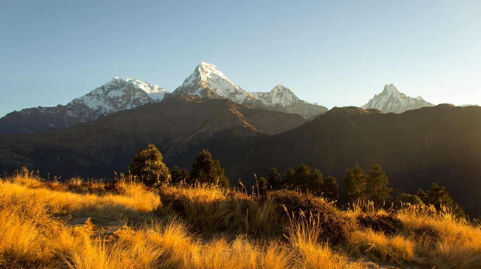 Poonhill Tea House Trek 7-Days - Nepal Lion Tours And Treks Pvt Ltd - Nepal - Image 8