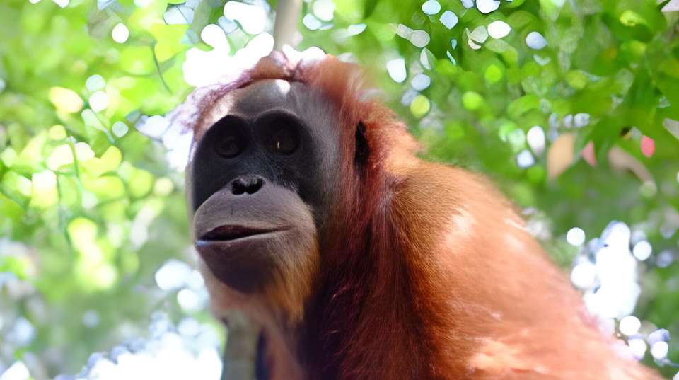 North Sumatra : Orangutans & Local Culture - undefined - Image 2
