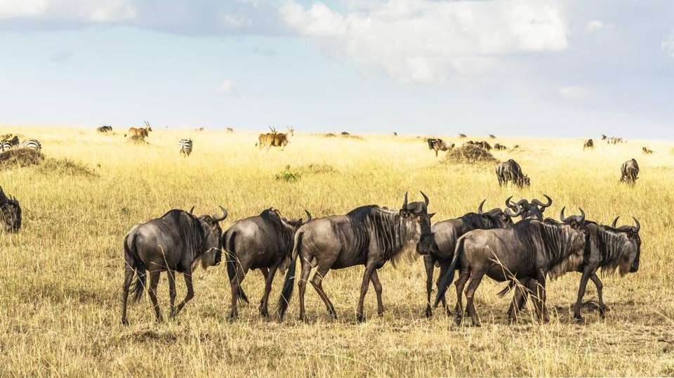 10 Days – Hidden Safari Treasures of Southern Tanzania - Bush 2 City Adventure - Tanzania - Image 10