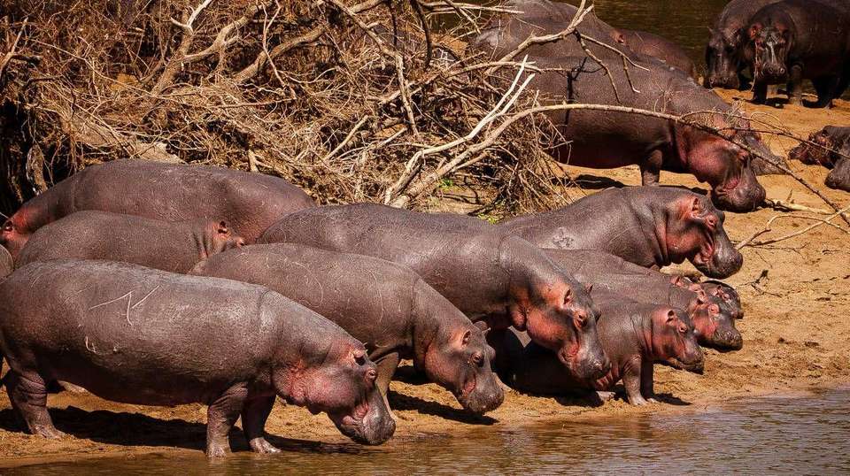 10 Days – Hidden Safari Treasures of Southern Tanzania - Bush 2 City Adventure - Tanzania - Image 6