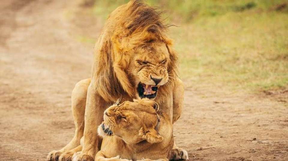 6 Days Safari - Nyerere's Park & Mikumi Safari - Bush 2 City Adventure - Tanzania - Image 14