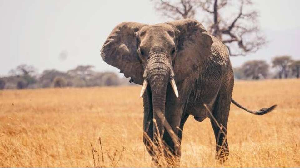 6 Days Safari - Nyerere's Park & Mikumi Safari - Bush 2 City Adventure - Tanzania - Image 12