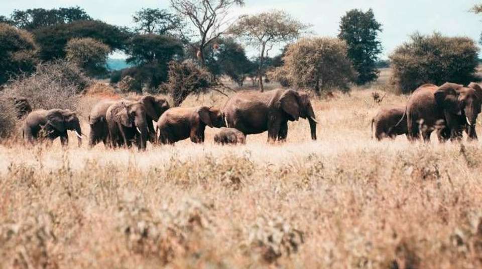 6 Days Safari - Nyerere's Park & Mikumi Safari - Bush 2 City Adventure - Tanzania - Image 11