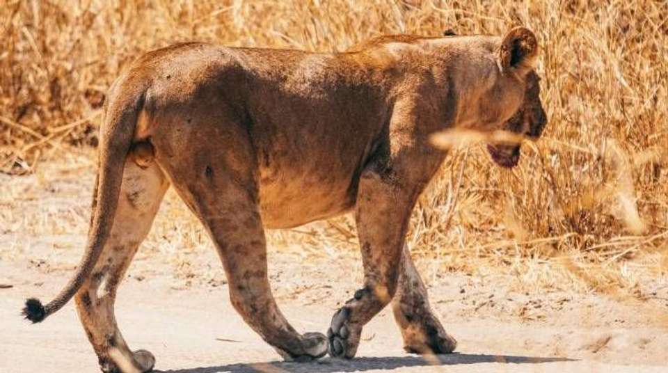 6 Days Safari - Nyerere's Park & Mikumi Safari - Bush 2 City Adventure - Tanzania - Image 10