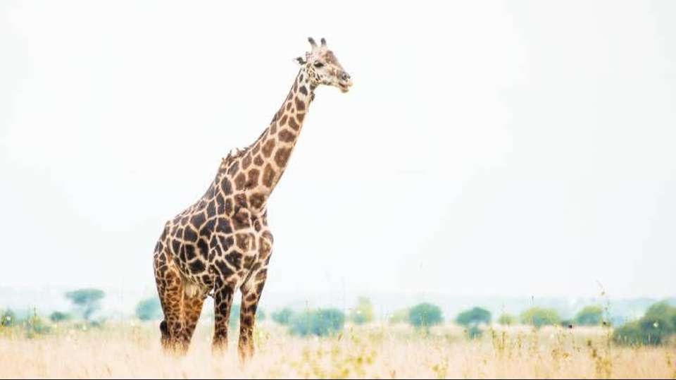 6 Days Safari - Nyerere's Park & Mikumi Safari - Bush 2 City Adventure - Tanzania - Image 9
