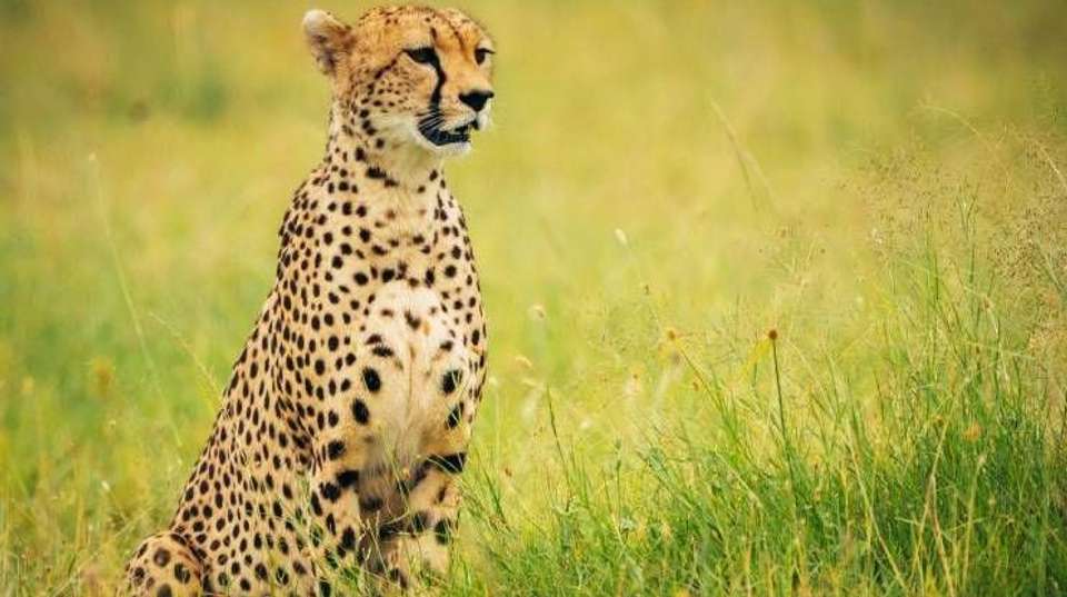 6 Days Safari - Nyerere's Park & Mikumi Safari - Bush 2 City Adventure - Tanzania - Image 7