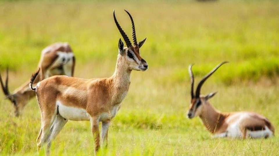 6 Days Safari - Nyerere's Park & Mikumi Safari - Bush 2 City Adventure - Tanzania - Image 6