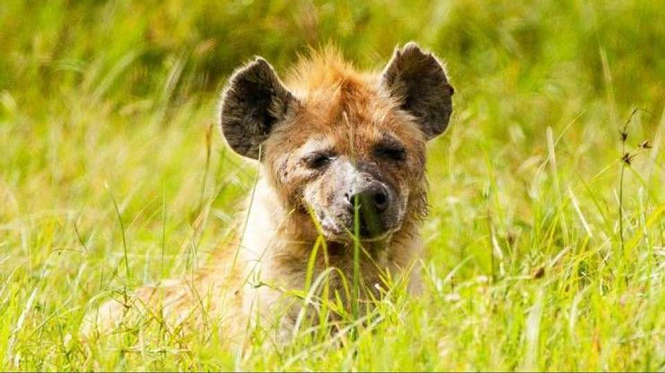 6 Days Safari - Nyerere's Park & Mikumi Safari - Bush 2 City Adventure - Tanzania - Image 4