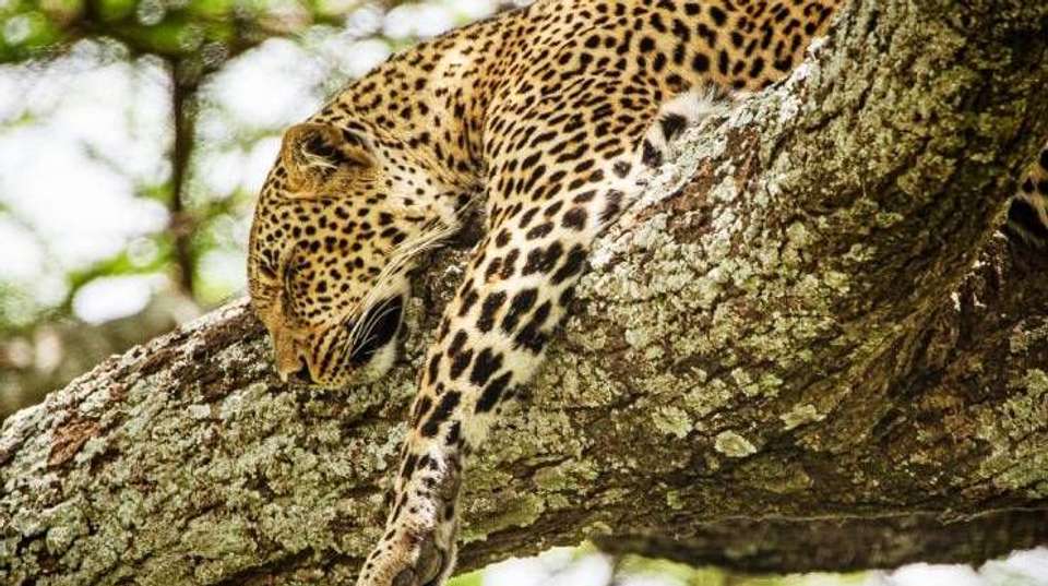 6 Days Safari - Nyerere's Park & Mikumi Safari - Bush 2 City Adventure - Tanzania - Image 2