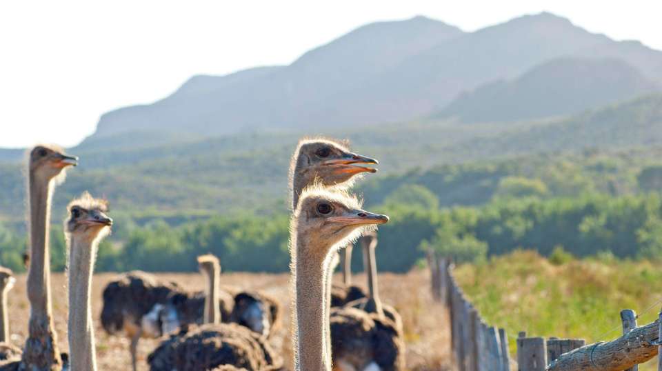 Sea, Safari, South Africa - Contiki - South Africa - Image 2