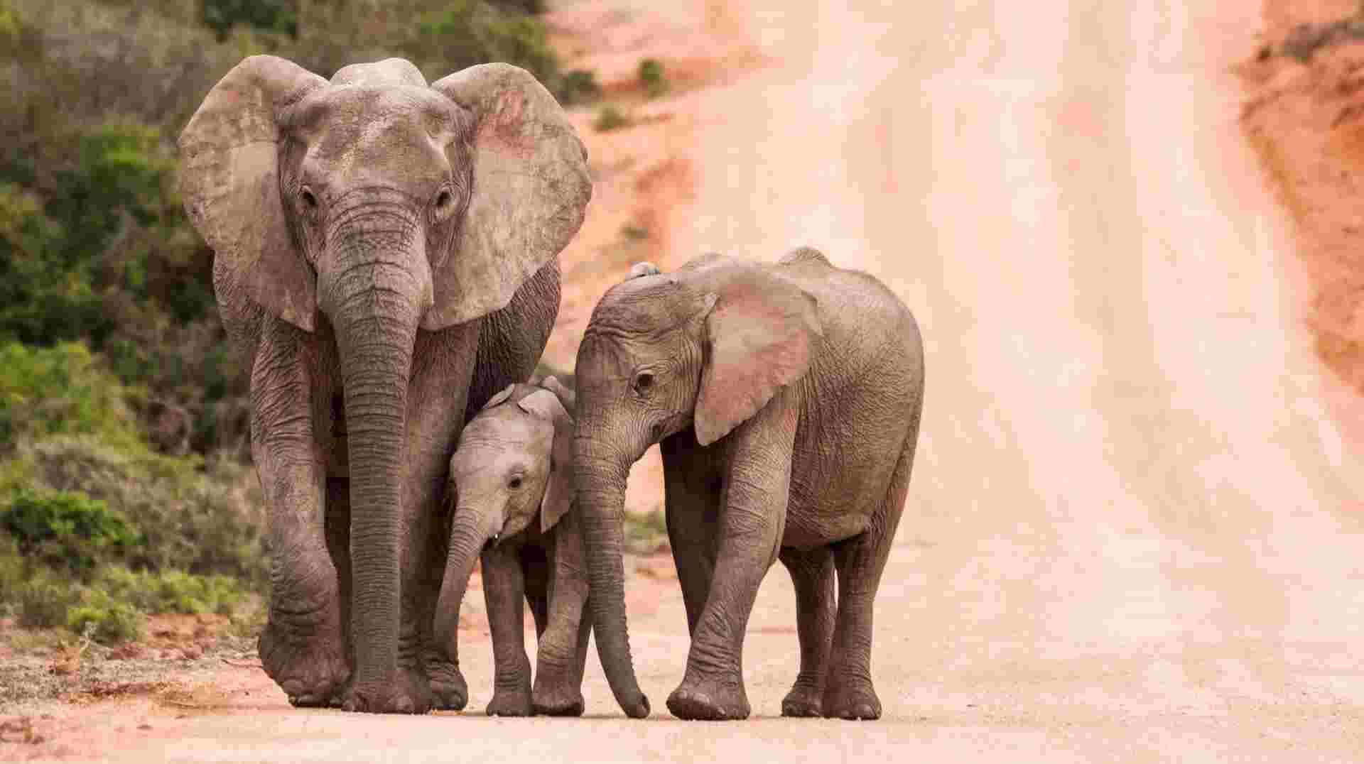 Sea, Safari, South Africa