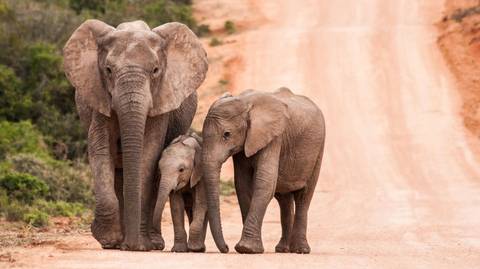 Sea, Safari, South Africa - December 2026