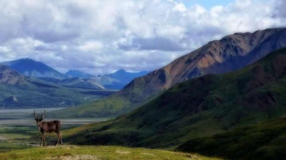 Denali Alaska Highlights - Infinite Adventures - USA - Image 6
