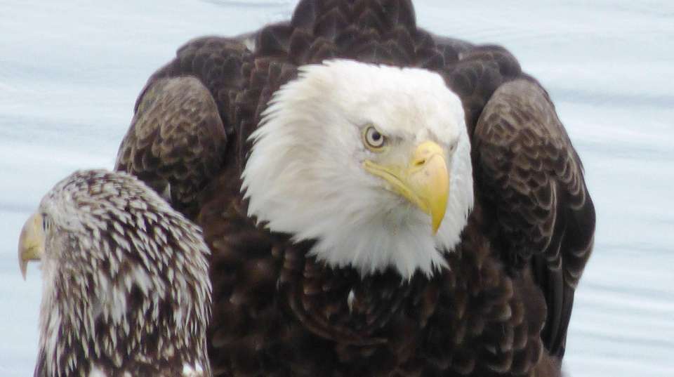 9-Day Kenai Alaska Adventure - Infinite Adventures - USA - Image 8