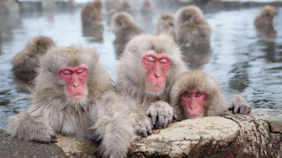 Japanese Alps Discovery Tour - Tweet World Travel - Japan - Image 2