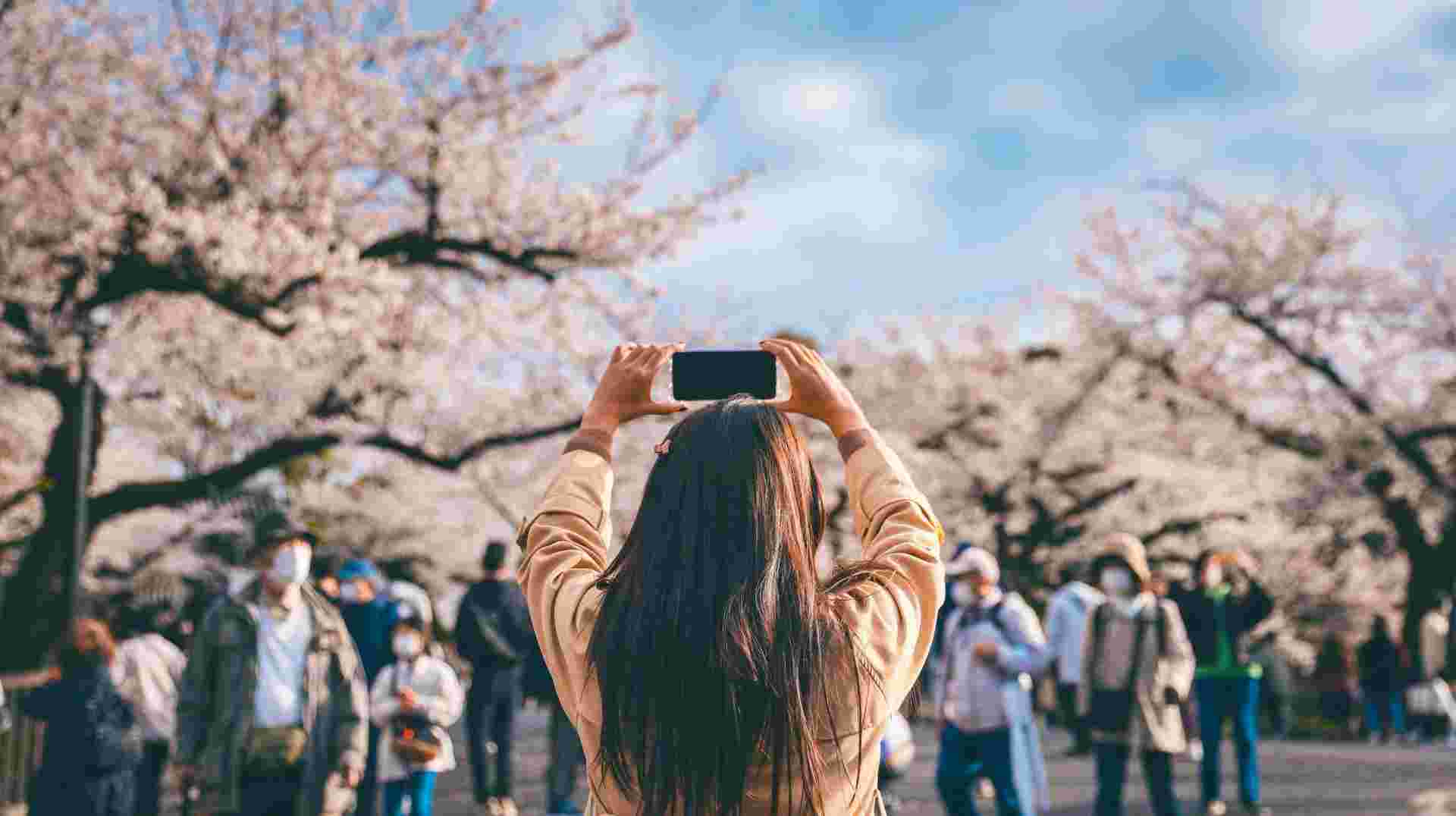 Japan Cherry Blossom Discovery Tour