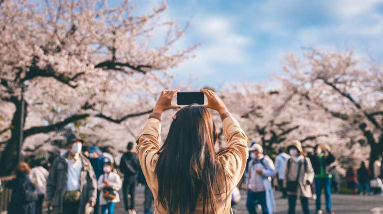 Japan Cherry Blossom Tour: Cherry Blossom Viewing in Japan - 13 days