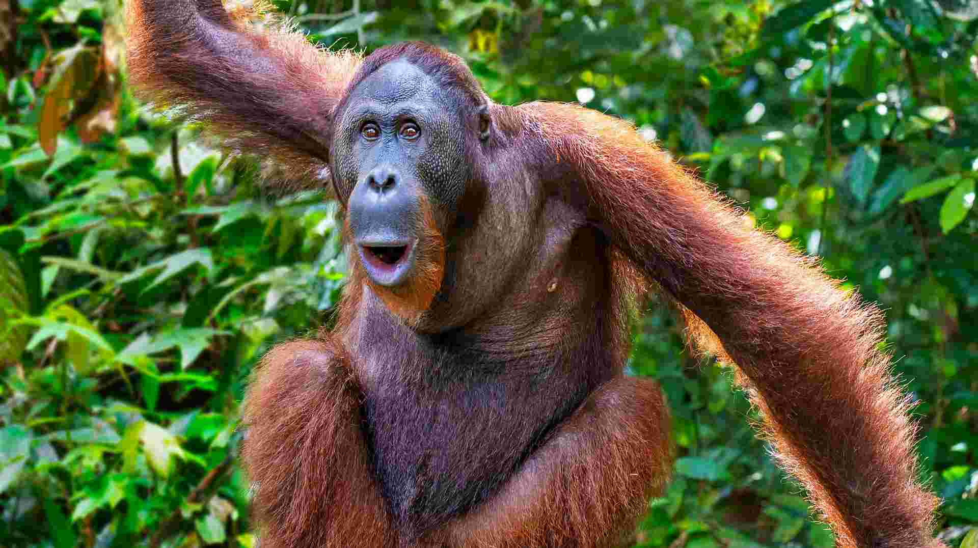 Escorted Borneo Adventure - Premium Tour