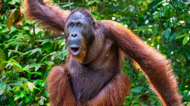 Sandakan Wildlife Tour: Escorted Borneo Adventure - Premium Tour